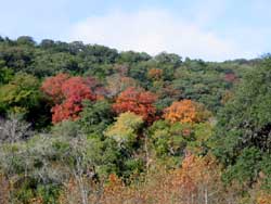 Lost Maples 11/08/05 - Click on picture to view a larger image. Use your back button to return. 