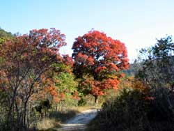 Lost Maples 11/08/05 - Click on picture to view a larger image. Use your back button to return. 