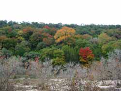 Lost Maples 11/08/06 - Click on picture to view a larger image. Use your back button to return. 