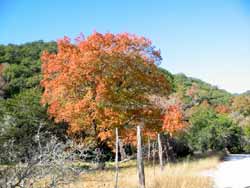 Lost Maples 11/22/06 - Click on picture to view a larger image. Use your back button to return. 