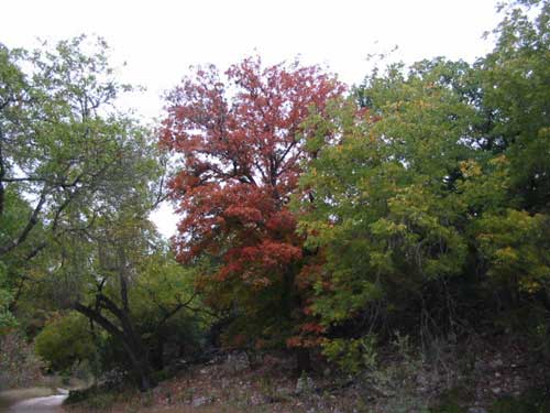 cancreek2_500x375.jpg