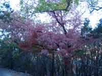 east_trail_02_200x150.jpg