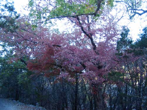 east_trail_02_500x375.jpg