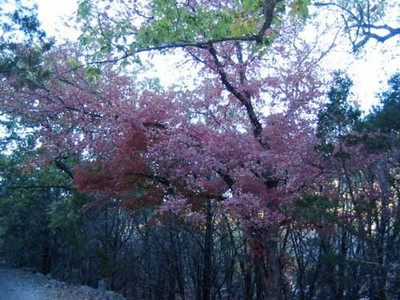 east_trail_02_500x375.jpg