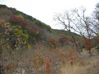 can_creek_200x150.jpg