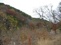 can_creek_200x150.jpg