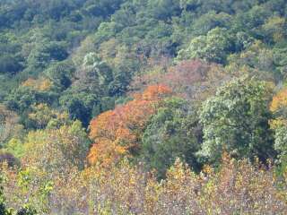 Fall foliage taking on 11/4/09
