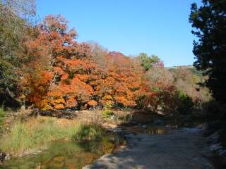 Fall foliage taking on 11/11/09