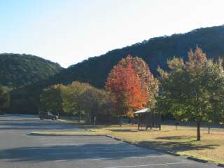 Road in park with colorful tree beside it.