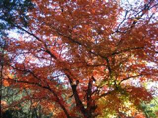 Fall foliage taking on 11/25/09
