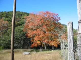 Fall foliage taking on 11/25/09
