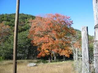 Fall foliage photo 6 taking on 11/25/09