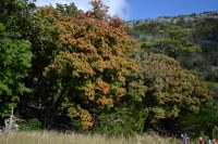 Lost Maples Pic from Oct. 20, 2014
