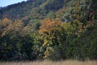 Lost Maples Pic from Oct. 20, 2014