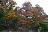 View a larger image of this fall foliage photo from November 3, 2014