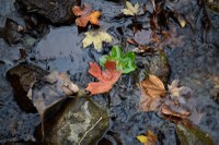 View a larger image of this fall foliage photo from November 3, 2014