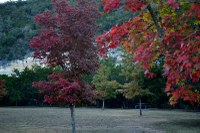 Lost Maples fall foliage pic from November 10, 2014 - View a larger image