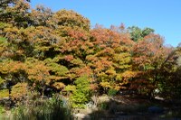 Lost Maples fall foliage pic from November 10, 2014 - View a larger image