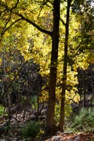 Lost Maples fall foliage pic from November 10, 2014 - View a larger image
