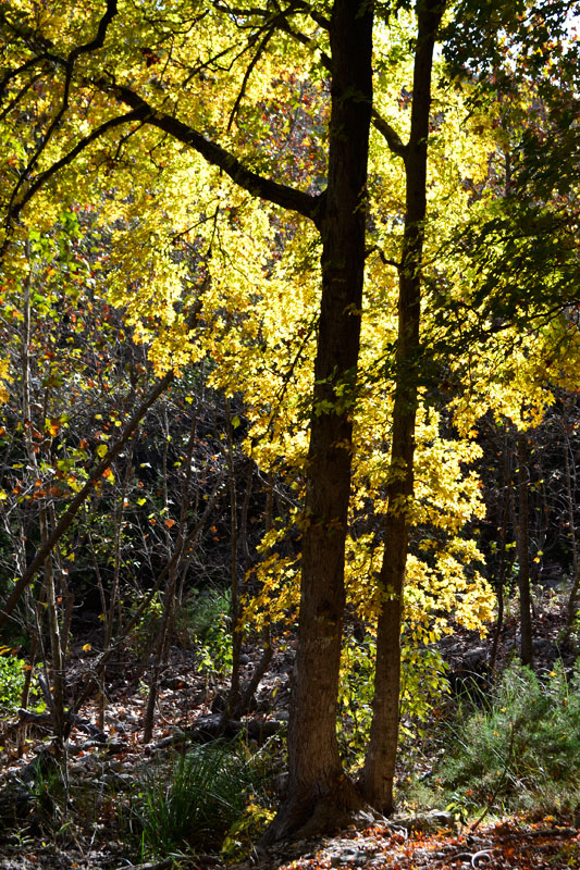 05_533x800.jpg