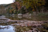 View a larger version of this Lost Maples Fall Foliage photo from November 17, 2014