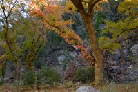 View a larger version of this Lost Maples Fall Foliage photo from November 17, 2014