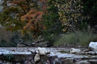 View a larger version of this Lost Maples Fall Foliage photo from November 17, 2014