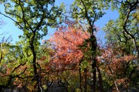 View a larger version of this Lost Maples Fall Foliage photo from November 17, 2014