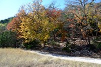 View a larger version of this Lost Maples Fall Foliage photo from November 17, 2014