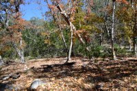View a larger version of this Lost Maples Fall Foliage photo from November 17, 2014