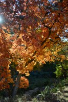 Fall foliage pic taken 11/24/2014 by Richard Treece