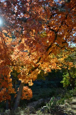 04_533X800.jpg