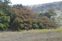 Fall Foliage Pic 2 from Oct. 12, 2015
