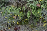 Fall Foliage Pic 4 from Oct. 12, 2015