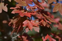 Fall foliage pic taken on Oct. 26, 2015
