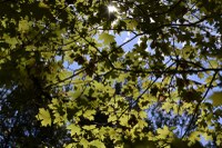 Fall foliage pic taken on Oct. 26, 2015
