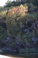 Fall foliage pic taken on Nov. 2, 2015