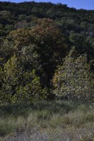Fall foliage pic taken on Nov. 2, 2015