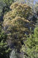 Fall foliage pic taken on Nov. 2, 2015