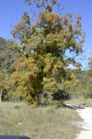 Fall foliage pic taken on Nov. 2, 2015