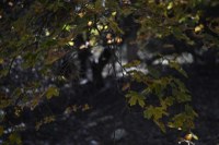 Fall foliage pic taken Nov. 2, 2015