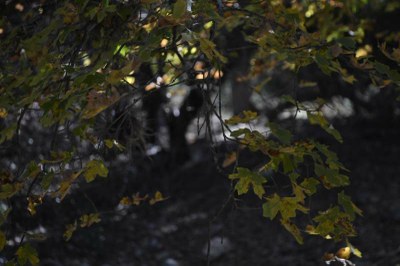 Fall Foliage Pic 5 from Nov. 2, 2015