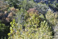 Fall foliage picture taken Nov. 2, 2015