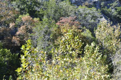 Fall Foliage Pic 6 from Nov. 2, 2015