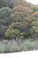 Fall foliage pic taken on Nov. 9, 2015