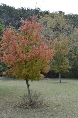 Fall Foliage Pic 3 from Nov. 9, 2015