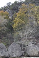 Fall foliage pic taken Nov. 9, 2015