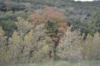 Fall foliage picture taken Nov. 9, 2015