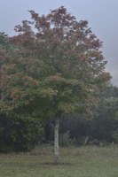 Fall foliage pic taken on Nov. 16, 2015