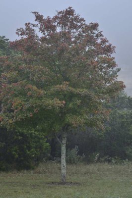 Fall Foliage Pic 1 from Nov. 16, 2015